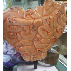 Small intestine Models